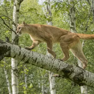 Adult Mountain Lion in Tree Print