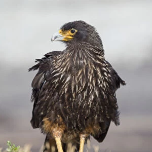 Adult striated caracara, protected, endemic to the Falkland Islands