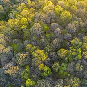 Aerial view of forest in spring, Marion County, Illinois