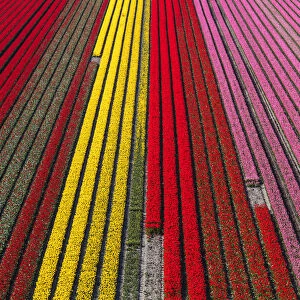 Aerial view of the tulip fields in North Holland, Netherlands