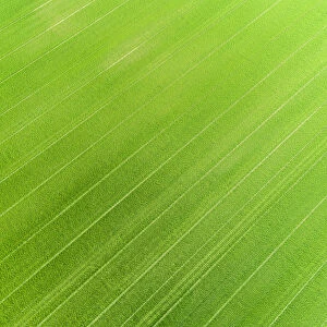Aerial view of wheat field, Marion County, Illinois