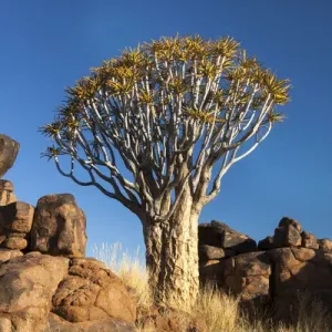 Quiver Tree Forest Print of Namibia's Aloe dichotoma Quiver Tree Forest Print of Namibia's Aloe dichotoma