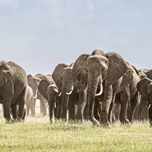 Africa, African elephant, Amboseli National Park. Panoramic of front of elephant herd