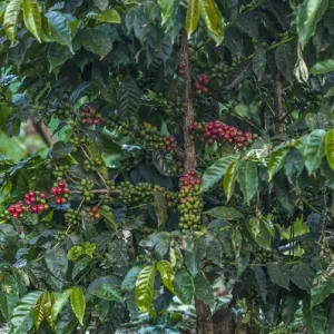 Africa Print, Arusha Coffee Plantation