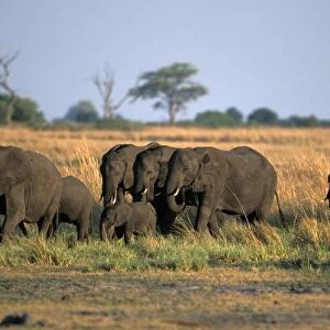 Africa, Botswana