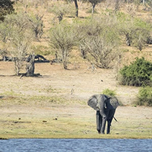 Africa, Botswana, Chobe National Park. Male African elephant at river. Credit as