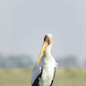 Africa, Botswana, Chobe National Park. Yellow-billed stork close-up