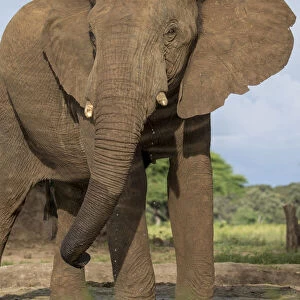 Africa, Botswana, Kasane, Bull Elephant (Loxodonta africana