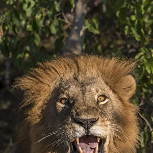 Africa, Botswana, Moremi Game Reserve. Close-up of male lion