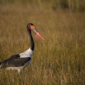 Africa, Botswana, Moremi Game Reserve. Close-up of saddle-billed stork. Credit as