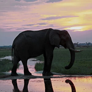 Africa, Botswana, Savute. Elephant reflection in Chobe National Park