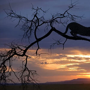 Africa, Botswana, Savute Game Reserve. Leopard on branch at sunset