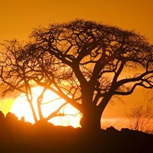 Africa, Botswana, Setting sun silhouettes Baobab Trees (Adansonia digitata) on Kubu