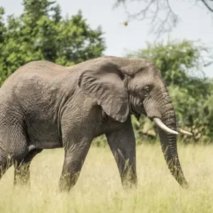 Africa, Elephant Africa, Elephant