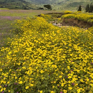 Africa, Ethiopia, Ethiopian Highlands, Western Amhara, meskel flowers, (Yadey abeba)