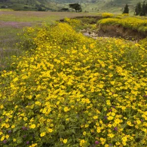 Africa, Ethiopia, Ethiopian Highlands, Western Amhara, meskel flowers, (Yadey abeba) Africa, Ethiopia, Ethiopian Highlands, Western Amhara, meskel flowers, (Yadey abeba)