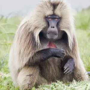 Africa, Ethiopia, Ethiopian Highlands, Western Amhara, Simien Mountains National Park Africa, Ethiopia, Ethiopian Highlands, Western Amhara, Simien Mountains National Park