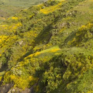 Africa, Ethiopia, Ethiopian Highlands, Western Amhara, meskel flowers, (Yadey abeba) Africa, Ethiopia, Ethiopian Highlands, Western Amhara, meskel flowers, (Yadey abeba)