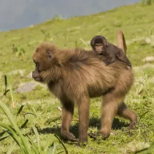Africa, Ethiopia, Ethiopian Highlands, Western Amhara, Simien Mountains National Park Africa, Ethiopia, Ethiopian Highlands, Western Amhara, Simien Mountains National Park