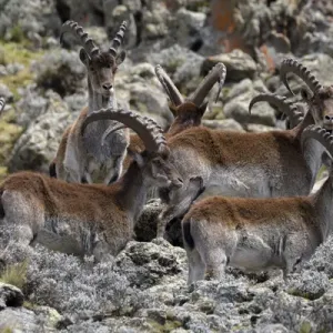 Africa, Ethiopia, Ethiopian Highlands, Western Amhara, Simien Mountains National Park Africa, Ethiopia, Ethiopian Highlands, Western Amhara, Simien Mountains National Park