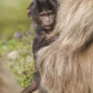 Africa, Ethiopia, Ethiopian Highlands, Western Amhara, Simien Mountains National Park Africa, Ethiopia, Ethiopian Highlands, Western Amhara, Simien Mountains National Park