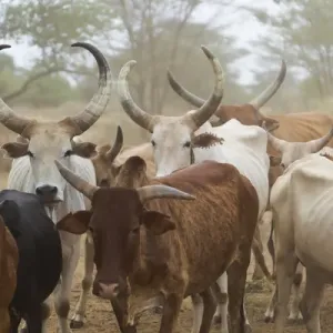 Africa, Ethiopia, Omo River Valley, South Omo, Hamer tribe Africa, Ethiopia, Omo River Valley, South Omo, Hamer tribe