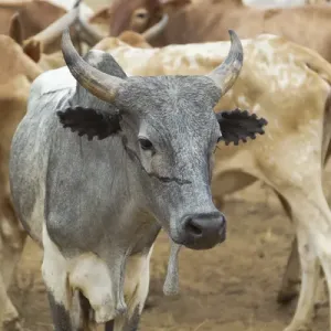 Africa, Ethiopia, Omo River Valley, South Omo, Hamer tribe Africa, Ethiopia, Omo River Valley, South Omo, Hamer tribe
