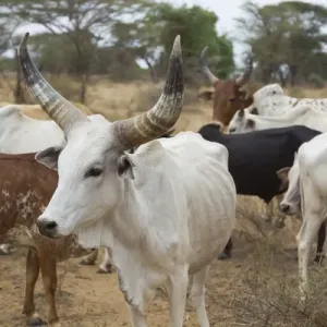 Africa, Ethiopia, Omo River Valley, South Omo, Hamer tribe Africa, Ethiopia, Omo River Valley, South Omo, Hamer tribe