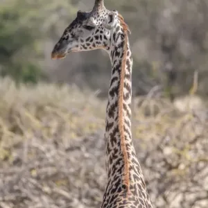 Africa, Giraffe Africa, Giraffe