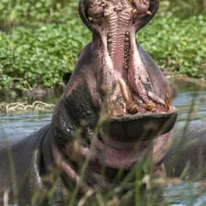 Africa, Hippo Africa, Hippo