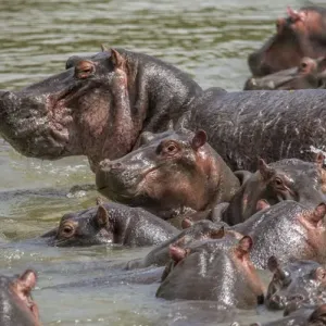 Africa, Hippopotamus Africa, Hippopotamus