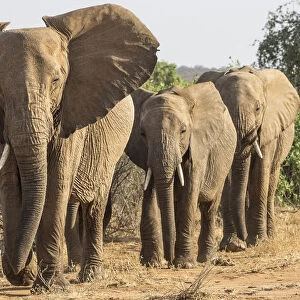 Africa, Kenya. African elephants walking in line