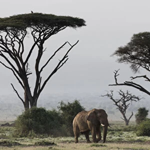 Africa, Kenya, Amboseli National Park. Elephant and umbrella thorn acacia trees. Credit as