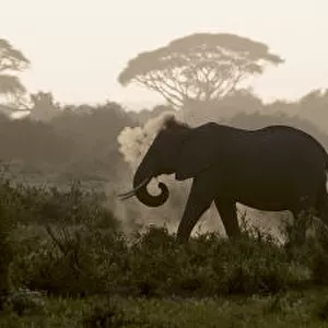 Africa, Kenya, Amboseli National Park. Elephants backlit at sunset