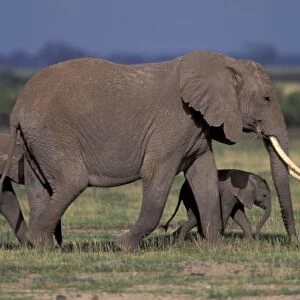 Africa, Kenya, Amboseli National Park. African Elephant