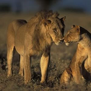 Africa, Kenya, Buffalo Springs National Reserve, Mating pair of Lion and Lioness