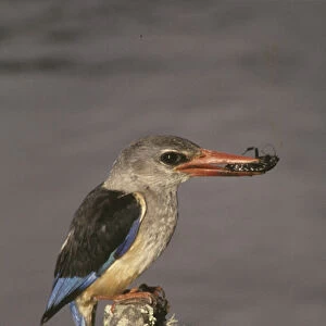 Africa, Kenya. Grey-hooded kingfisher on limb with insect in beak