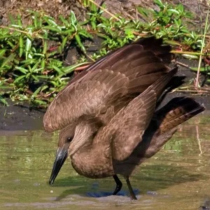 Africa, Kenya. Hamerkop bird bathes in stream