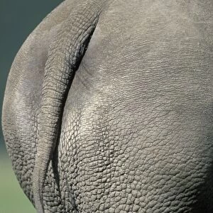 Africa, Kenya, Lake Nakuru National Park, Close-up detail of tail of White Rhinoceros
