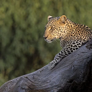 Africa, Kenya. Leopard resting on dead tree