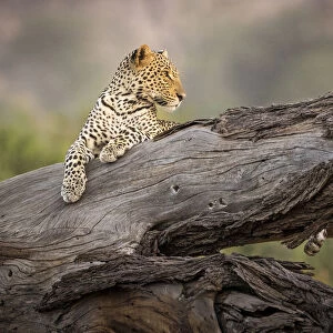 Africa, Kenya. Leopard resting on dead tree