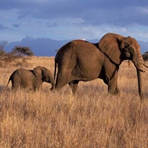 AFRICA, Kenya, Lewa Downs African Elephant - Loxodonta africana