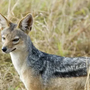 Africa, Kenya, Masai Mara. Black-backed jackal close-up Africa, Kenya, Masai Mara. Black-backed jackal close-up