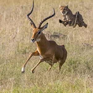 Africa, Kenya, Masai Mara, Cheetah (Acinonyx jubatus) chasing Impala (Aepyceros melampus)