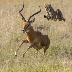 Masai Mara Print: Cheetah Chasing Impala Masai Mara Print: Cheetah Chasing Impala