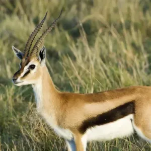 Africa, Kenya, Masai Mara. Close-up of male Thomsons gazelle Africa, Kenya, Masai Mara. Close-up of male Thomsons gazelle