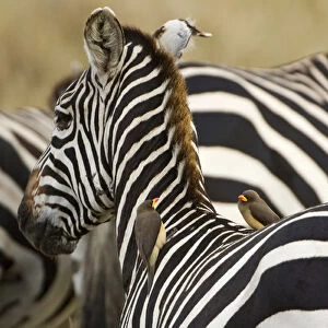 Africa, Kenya, Masai Mara. Common zebra with oxpecker birds on its back. Credit as