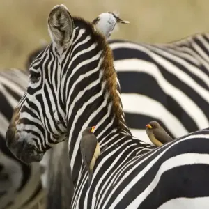 Africa, Kenya, Masai Mara. Common zebra with oxpecker birds on its back. Credit as Africa, Kenya, Masai Mara. Common zebra with oxpecker birds on its back. Credit as