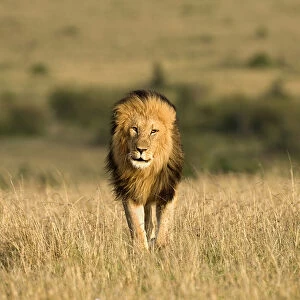 Africa, Kenya, Masai Mara Game Reserve. Male lion walking in dry grass. Credit as