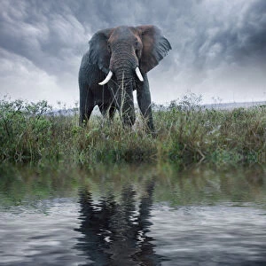 Africa, Kenya, Masai Mara Game Reserve. Composite of elephant reflecting in water